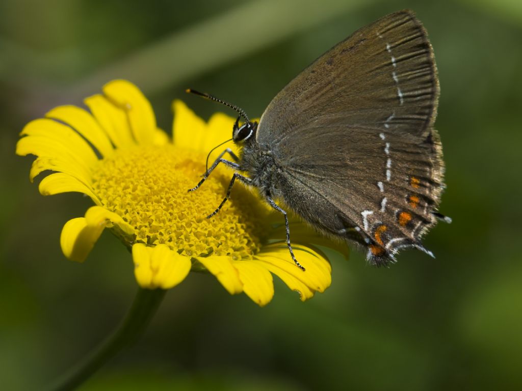 Satyrium ilicis?